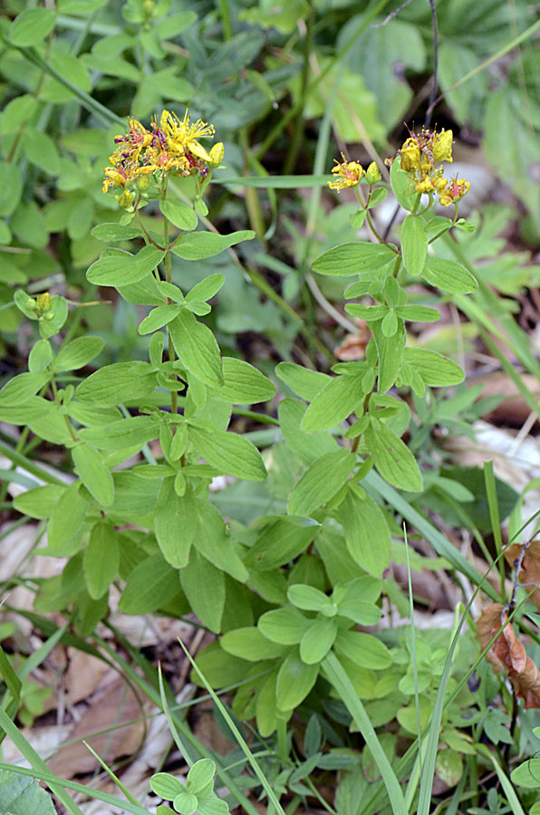 Hypericum maculatum / Erba di San Giovanni delle Alpi